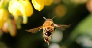 EQUO reprocha al Gobierno su falta de ambición en el plan para garantizar la biodiversidad de los insectos EQUO reprocha al Gobierno su falta de ambición en el plan para garantizar la biodiversidad de los insectos Verdes Equo Andalucía
