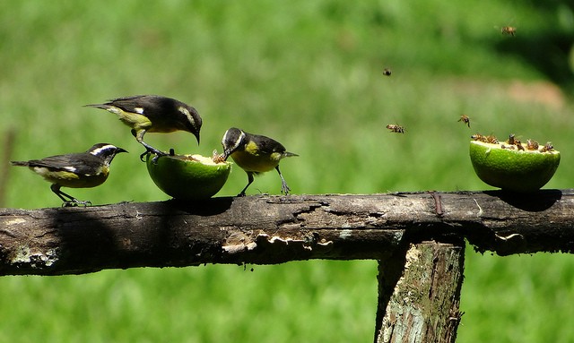 Economía del Bien Común y Municipios del Bien Común Verdes Equo Andalucía