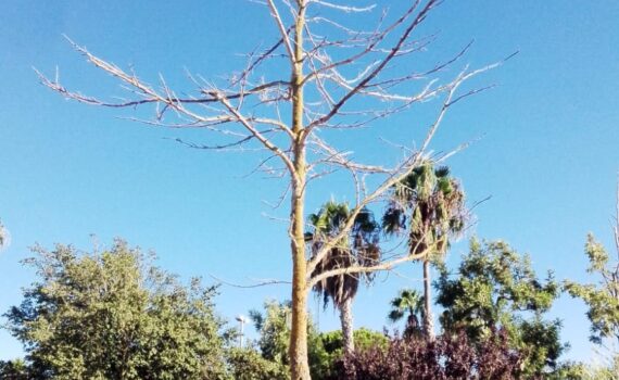 Verdes EQUO denuncia el abandono del arbolado del parking del parque acuático Verdes EQUO denuncia el abandono del arbolado del parking del parque acuático Verdes Equo Andalucía