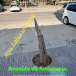 Verdes EQUO finaliza su campaña “Aquí había un árbol” Verdes EQUO finaliza su campaña “Aquí había un árbol” Verdes Equo Andalucía