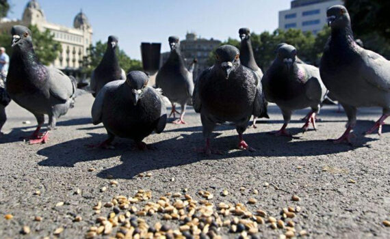 Verdes EQUO propone la alternativa del pienso anticonceptivo para controlar la proliferación de palomas Verdes EQUO propone la alternativa del pienso anticonceptivo para controlar la proliferación de palomas Verdes Equo Andalucía