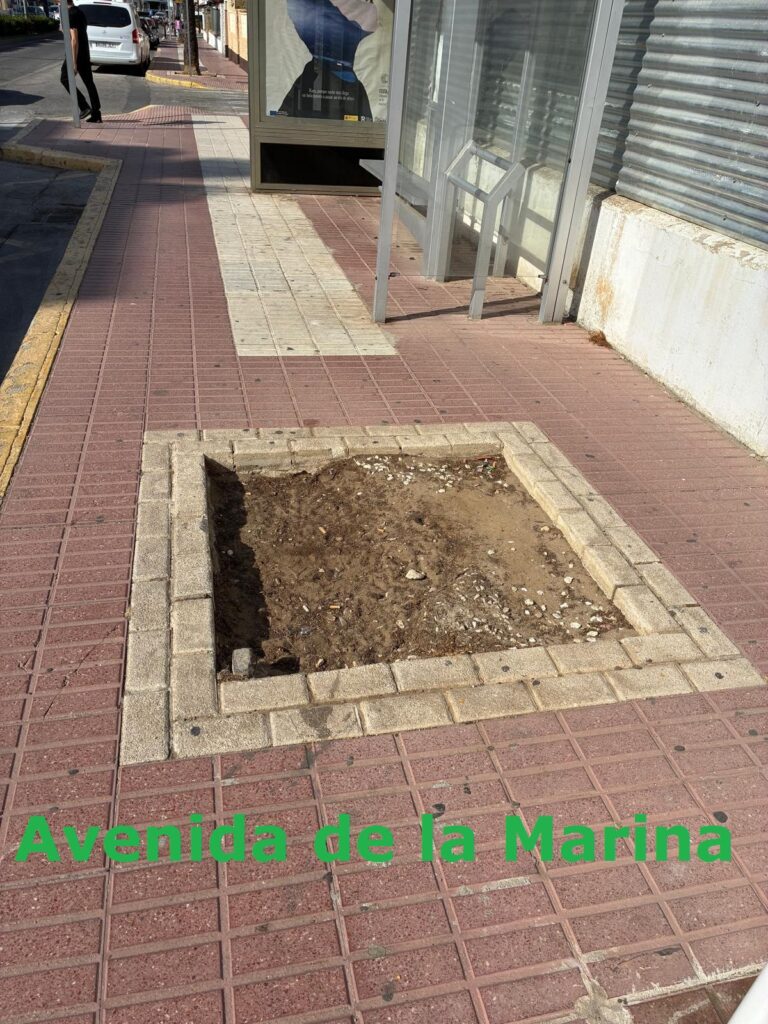 Rota se suma a la campaña ¡Aquí falta un árbol!, una convocatoria para realizar un mapeo sobre el estado del arbolado urbano. Verdes Equo Andalucía