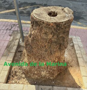 Rota se suma a la campaña ¡Aquí falta un árbol!, una convocatoria para realizar un mapeo sobre el estado del arbolado urbano. Verdes Equo Andalucía