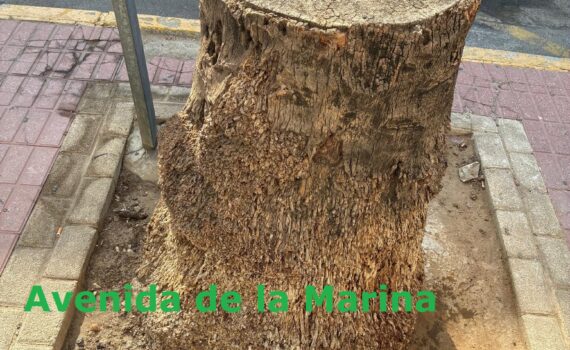 Verdes EQUO inicia la tercera campaña “Aquí había un árbol” Verdes EQUO inicia la tercera campaña “Aquí había un árbol” Verdes Equo Andalucía
