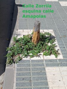 Rota se suma a la campaña ¡Aquí falta un árbol!, una convocatoria para realizar un mapeo sobre el estado del arbolado urbano. Verdes Equo Andalucía