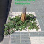 Verdes EQUO inicia la tercera campaña “Aquí había un árbol” Verdes Equo Andalucía