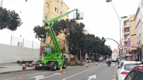 Equo Almería muestra su preocupación por las 'podas agresivas' en la ciudad Verdes Equo Andalucía