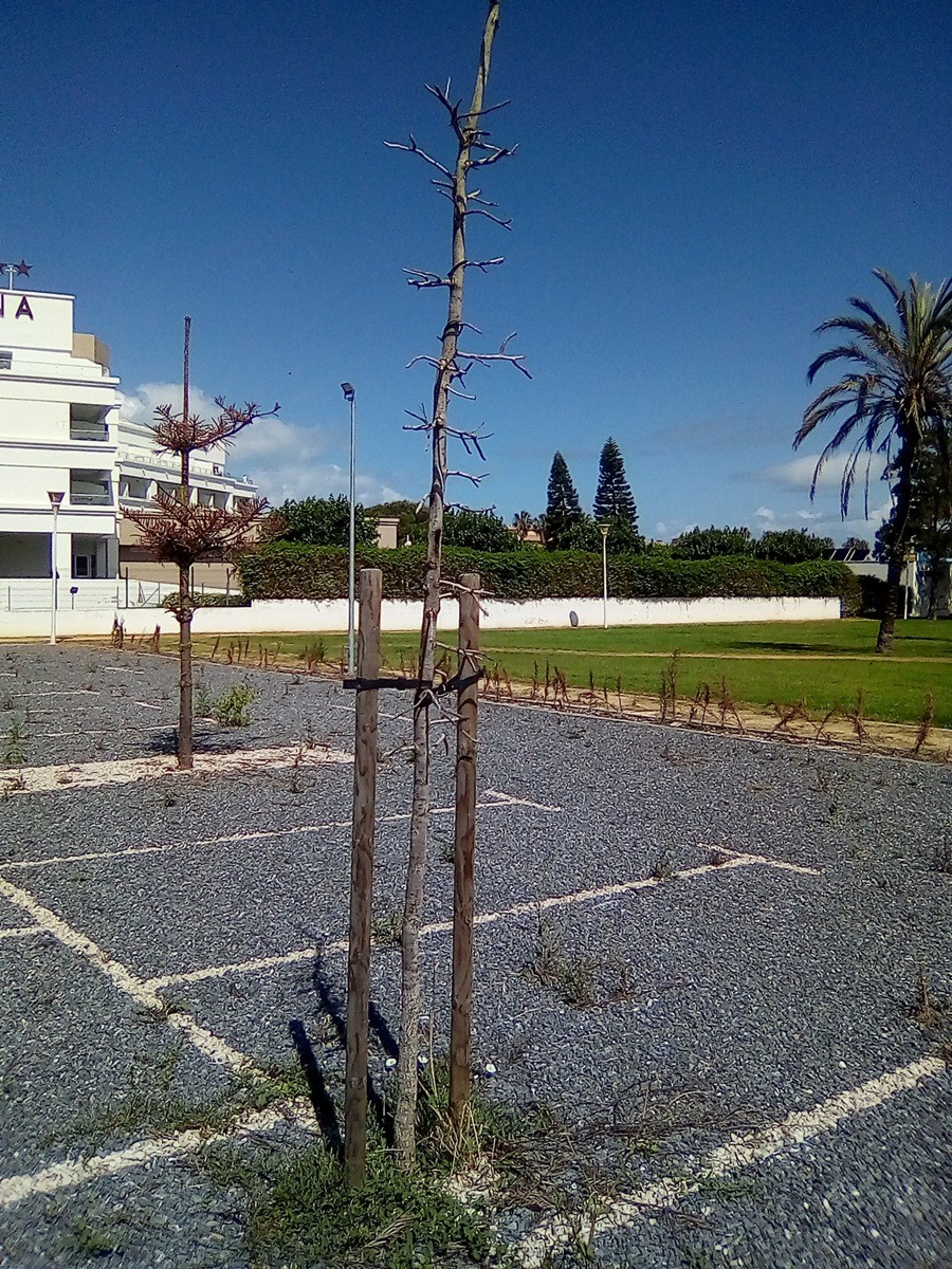 El hotel Alegría debe cumplir los acuerdos de la concesión en Costa Ballena Verdes Equo Andalucía