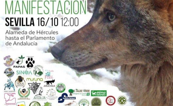 El 16, a la calle por el lobo en Andalucía El 16, a la calle por el lobo en Andalucía Verdes Equo Andalucía