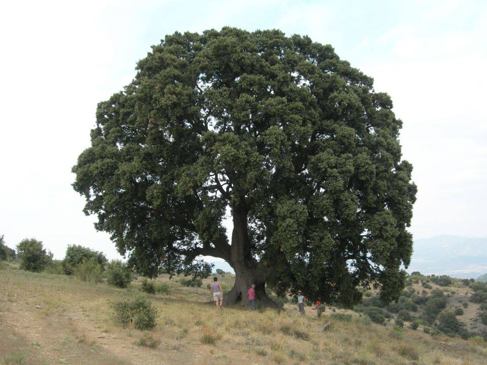 LA BIODIVERSIDAD: CLAVE DE NUESTRO FUTURO (por Mar Verdejo Coto) Verdes Equo Andalucía