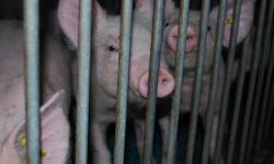 EQUO reclama al Gobierno más inspecciones a las explotaciones ganaderas Verdes Equo Andalucía