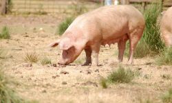 EQUO, tras el “Salvados” sobre la industria cárnica, pregunta al Gobierno por las inspecciones en las granjas Verdes Equo Andalucía