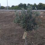 Verdes EQUO cierra la campaña en Rota Verdes EQUO cierra la campaña en Rota Verdes Equo Andalucía