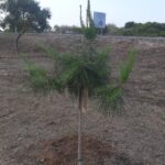 Verdes EQUO cierra la campaña en Rota Verdes EQUO cierra la campaña en Rota Verdes Equo Andalucía