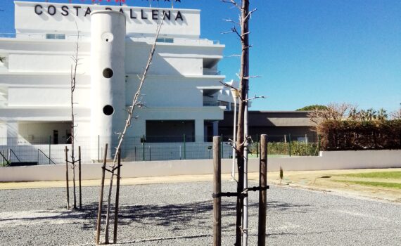 Denunciamos la muerte y no reposición del arbolado en Rota Verdes Equo Andalucía
