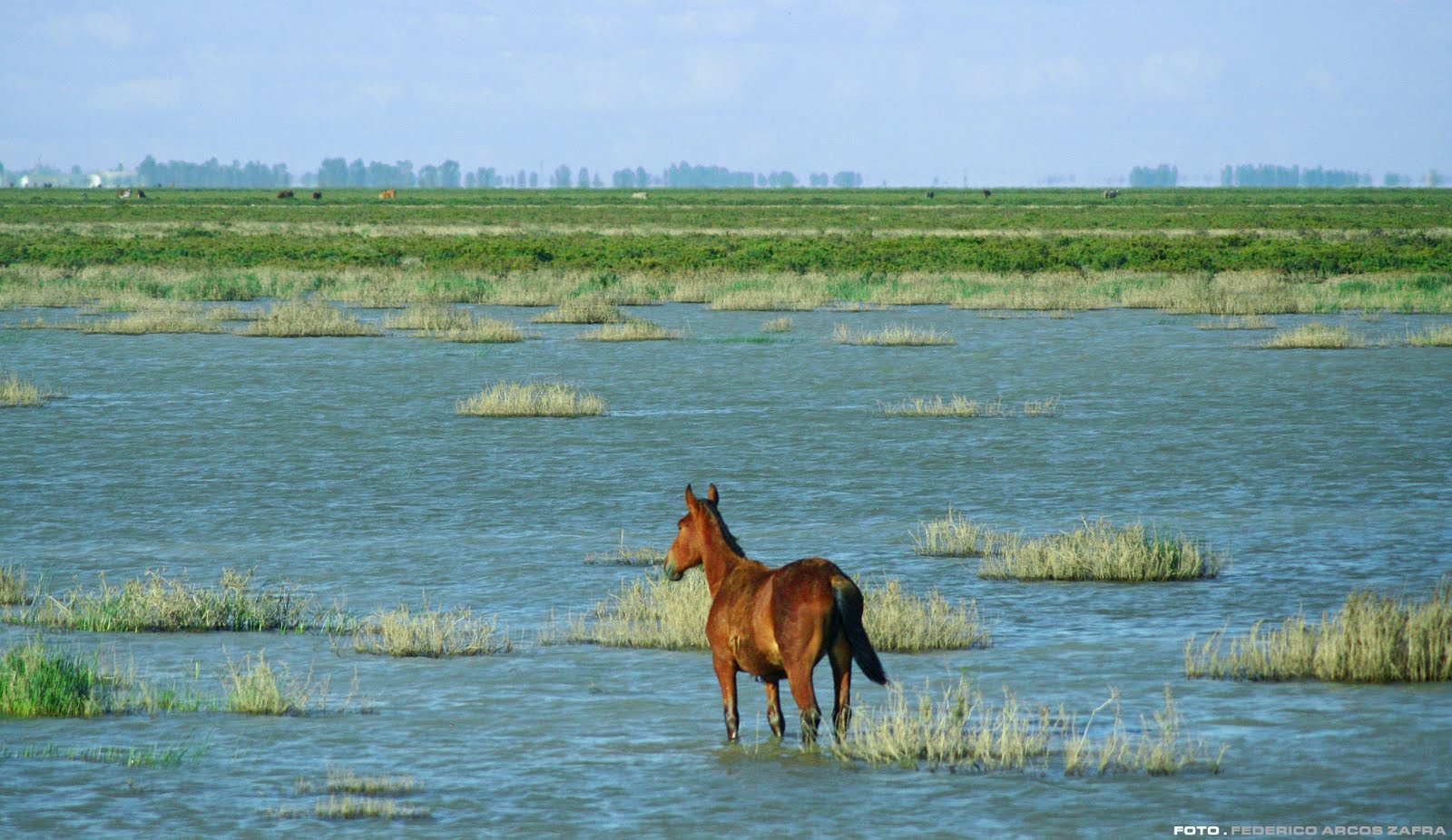 EQUO Andalucía exige a la Junta que no autorice el proyecto de explotación de gas en Doñana Verdes Equo Andalucía
