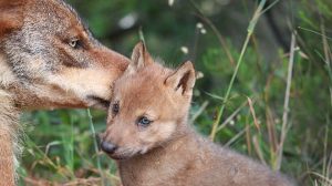 EQUO reclama a ASAJA que deje de actuar como un lobby en contra del lobo y trabaje por los problemas reales de la población rural EQUO reclama a ASAJA que deje de actuar como un lobby en contra del lobo y trabaje por los problemas reales de la población rural Verdes Equo Andalucía
