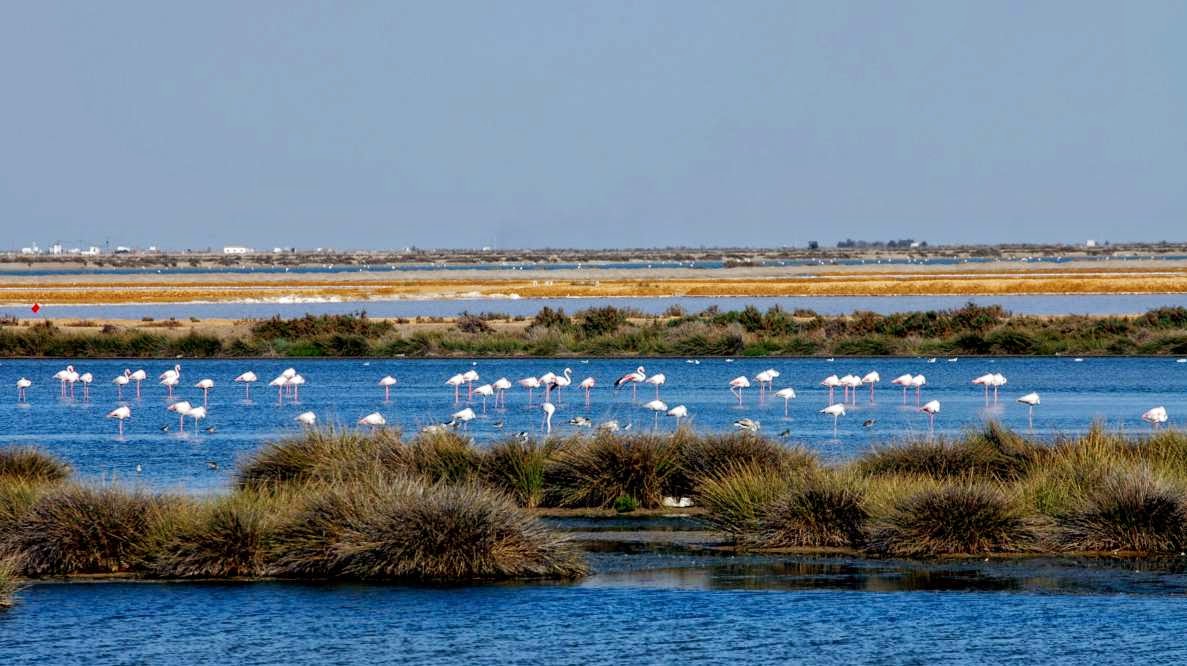 Esperamos que la declaración de sobrexplotación del acuífero de Doñana no sea una excusa para acelerar el trasvase Esperamos que la declaración de sobrexplotación del acuífero de Doñana no sea una excusa para acelerar el trasvase Verdes Equo Andalucía