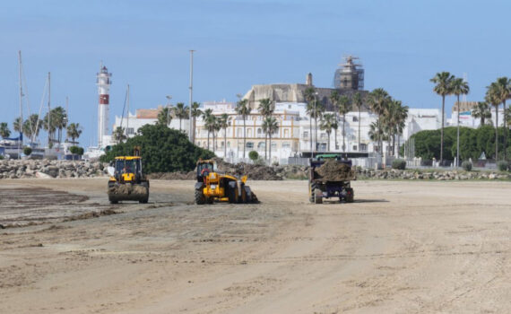 El modo de recogida de algas en las playas roteñas puede dañar los ecosistemas del litoral Verdes Equo Andalucía