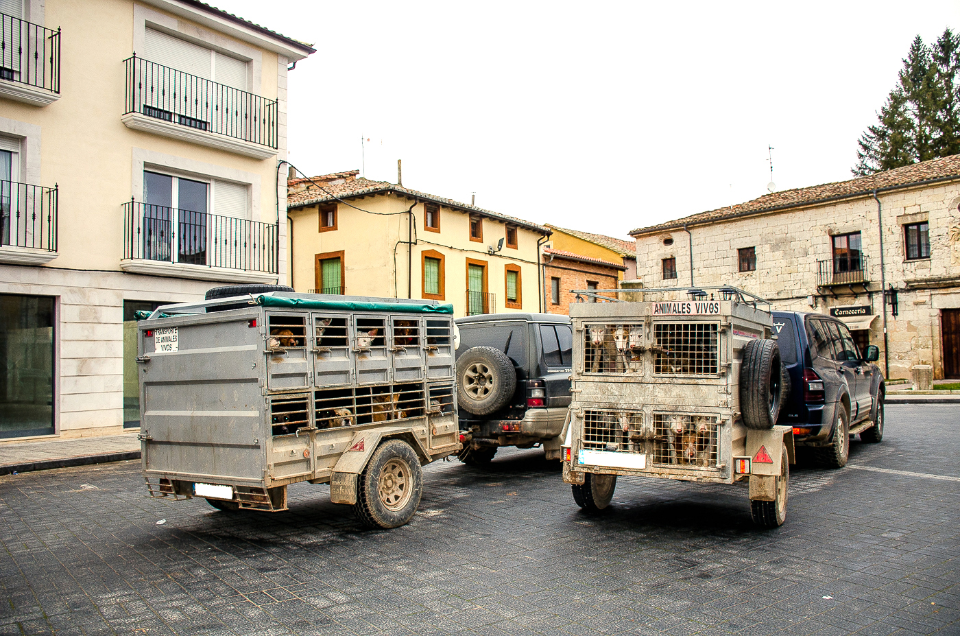 Otra vez la Junta de Andalucía apoyando el #MaltratoAnimal: Rehalas y monterías como Bien de Interés Cultural Otra vez la Junta de Andalucía apoyando el #MaltratoAnimal: Rehalas y monterías como Bien de Interés Cultural Verdes Equo Andalucía