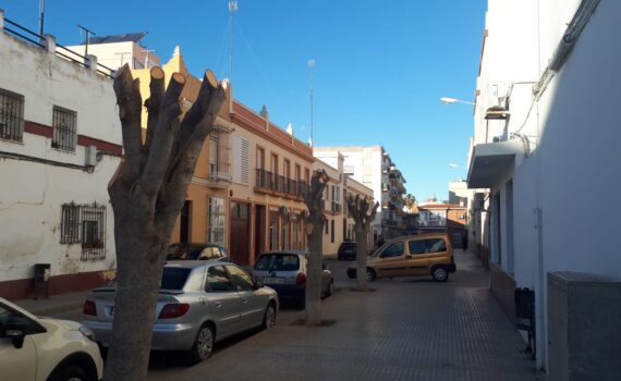 Solicitamos acabar con el desmoche de árboles en Puerto Real Verdes Equo Andalucía
