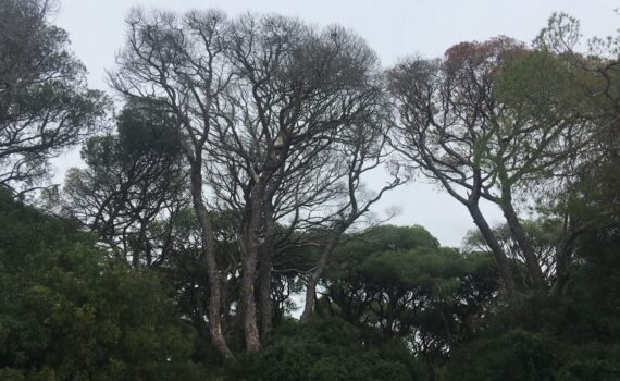 Pedimos una actuación urgente en Las Canteras Verdes Equo Andalucía