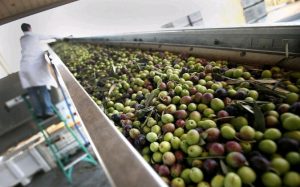 EQUO considera arbitrarios, injustos y contrarios a las reglas del comercio mundial los aranceles de Trump sobre la aceituna española Verdes Equo Andalucía