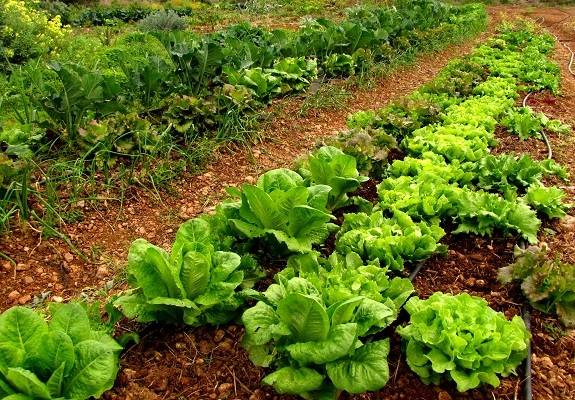 EQUO reprocha al PP su “hipocresía” pidiendo más fondos para agricultura ecológica Verdes Equo Andalucía