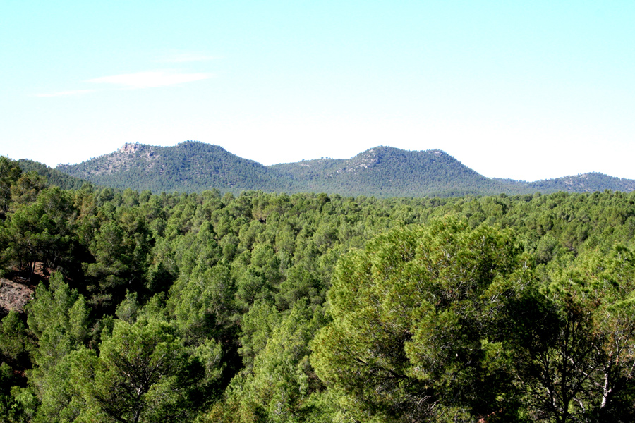 Bosques Andalucía. Zonas Forestales andaluzas