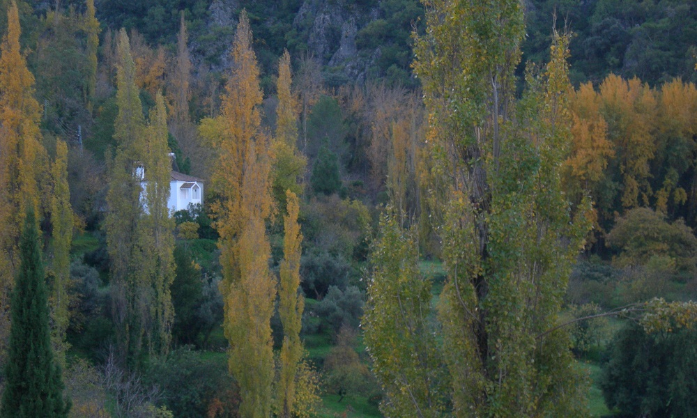 Bosques de Andalucía. zonas forestales