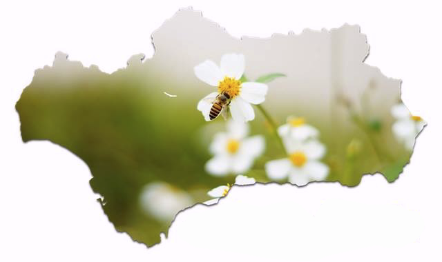 Denunciamos a la Delegación del Gobierno en Sevilla como responsable del desalojo de La Corrala Utopía Verdes Equo Andalucía