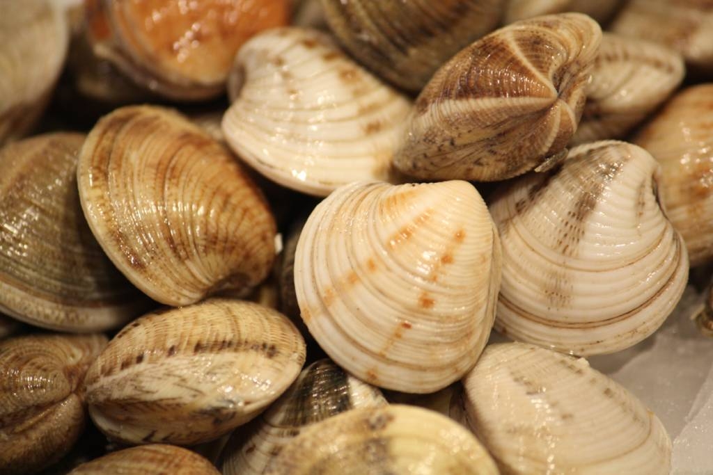 Insistimos a la Junta en que aplique medidas de sostenibilidad para las pesquerías Verdes Equo Andalucía