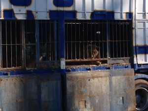 Los Circos sin animales bienvenidos al planeta Tierra Los Circos sin animales bienvenidos al planeta Tierra Verdes Equo Andalucía