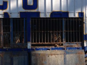 EQUO muestra su malestar ante la llegada de un circo con animales Verdes Equo Andalucía
