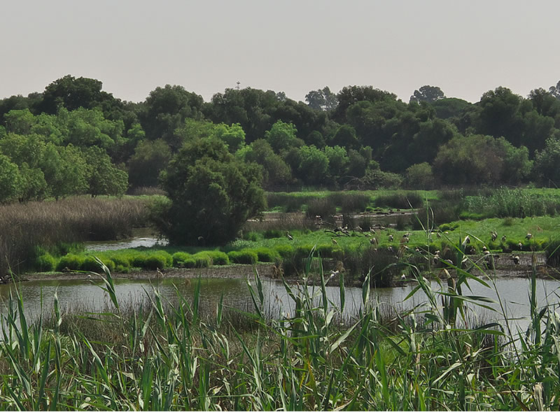 Foto de Doñana, un lugar para proteger.