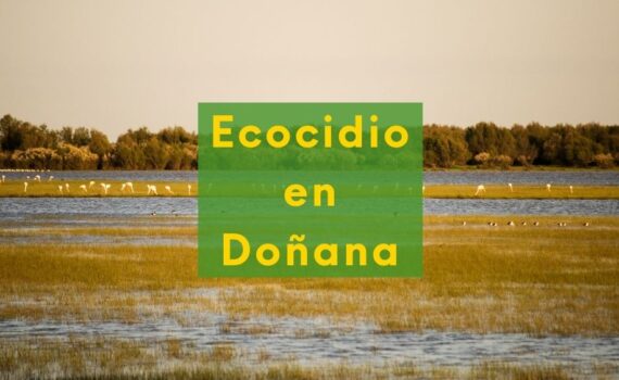 La Comisión Europea da la razón a Verdes EQUO sobre DOÑANA Foto de Doñana con texto: ecocidio en Doñana.