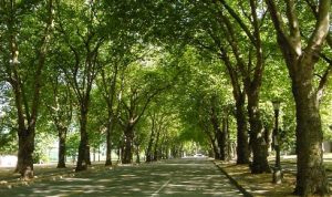 Insistimos en la necesidad de arbolado y creación de pequeños bosques en todo el municipio Verdes Equo Andalucía