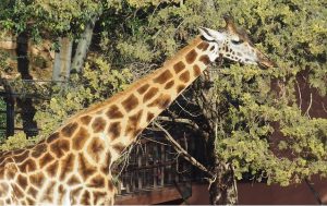 Los animales que llegan y los que no llegan al Zoo de Córdoba Los animales que llegan y los que no llegan al Zoo de Córdoba Verdes Equo Andalucía