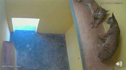 EQUO pregunta en el Congreso por el estado de los linces de El Acebuche en Doñana Verdes Equo Andalucía