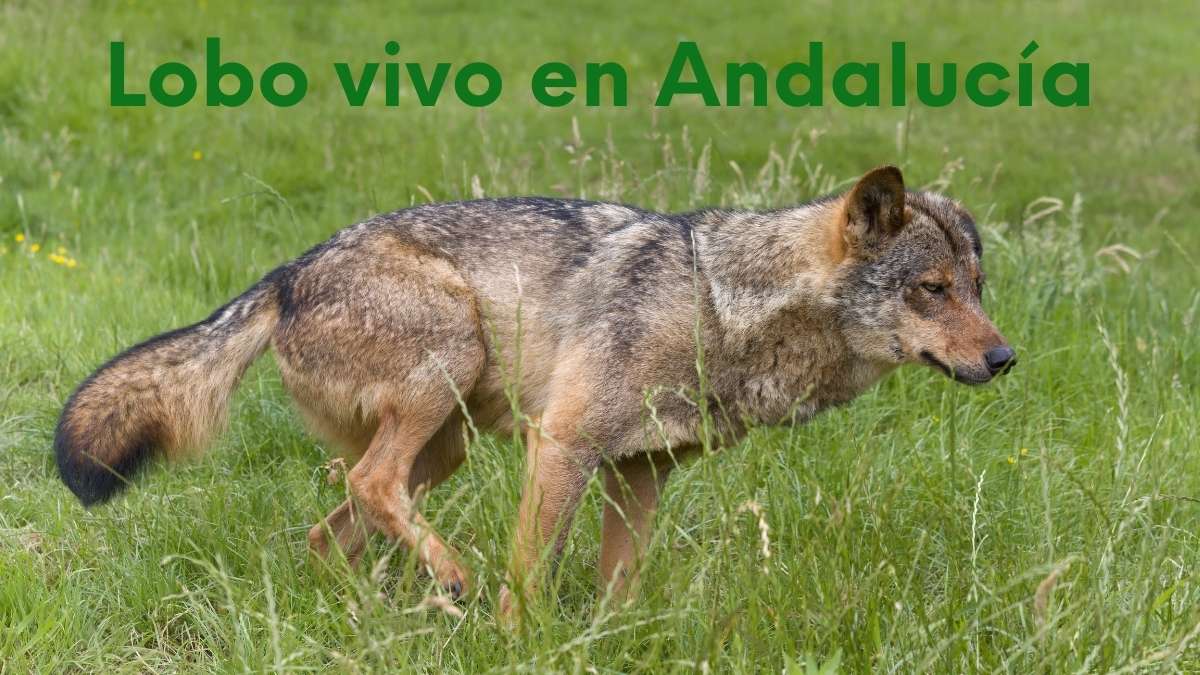La Junta de Andalucía da como extinguido al lobo en Andalucía foto lobo vivo en Andalucía