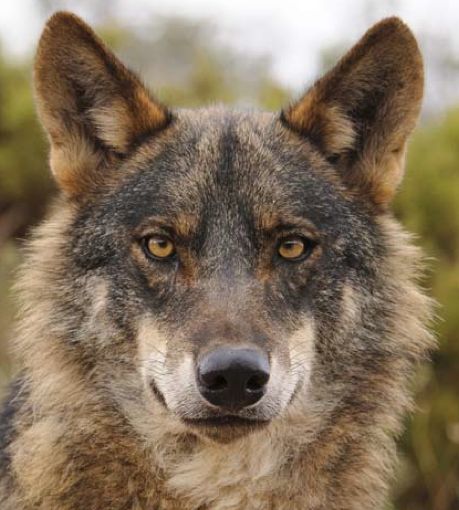 Lamentamos que la Junta ceda a las presiones de los ganaderos y renuncie a reintroducir el lobo en Andalucía Verdes Equo Andalucía