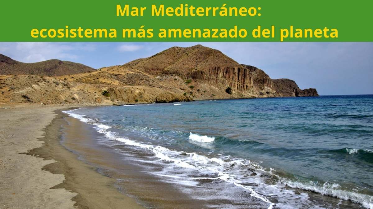 Imagen El Mar Mediterráneo es el ecosistema más amenazado del planeta