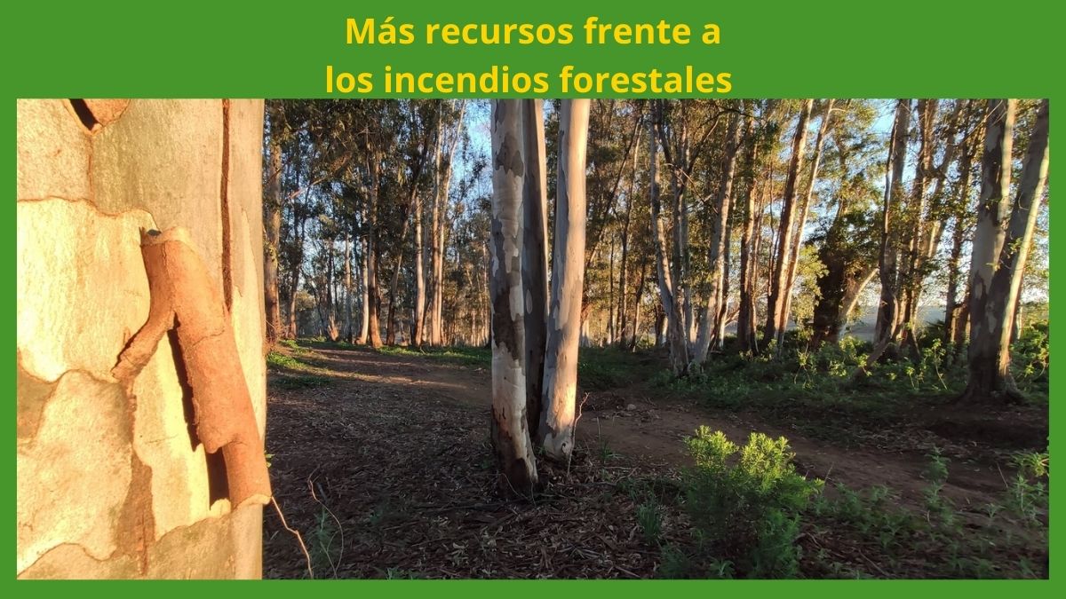 Fondos anti-incendios: Protección contra los incendios forestales Foto del monte en Andalucía
