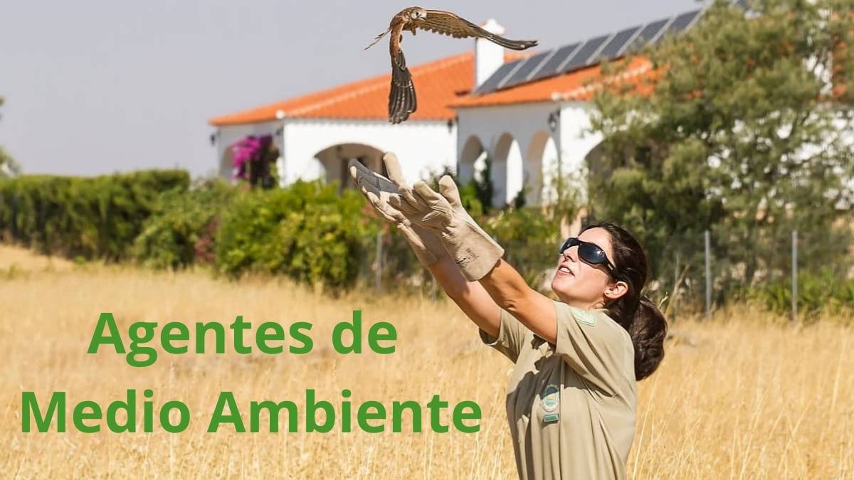 Agentes de Medio Ambiente como policía ambiental en Andalucía Imagen de agente de medio ambiente en Andalucía liberando un ave