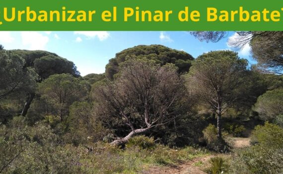 El plan para urbanizar el Pinar de Barbate es una barbaridad Imagen No a la urbanización del Pinar de Barbate