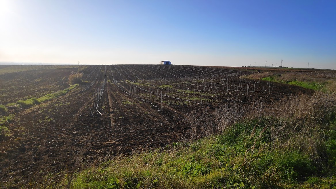 El campo andaluz tiene presente y futuro en una Andalucía #MásVerde Campo andaluz vega del guadalquivir
