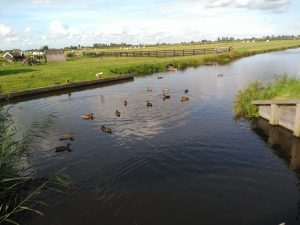 Por fin a los animales se les escucha Verdes Equo Andalucía