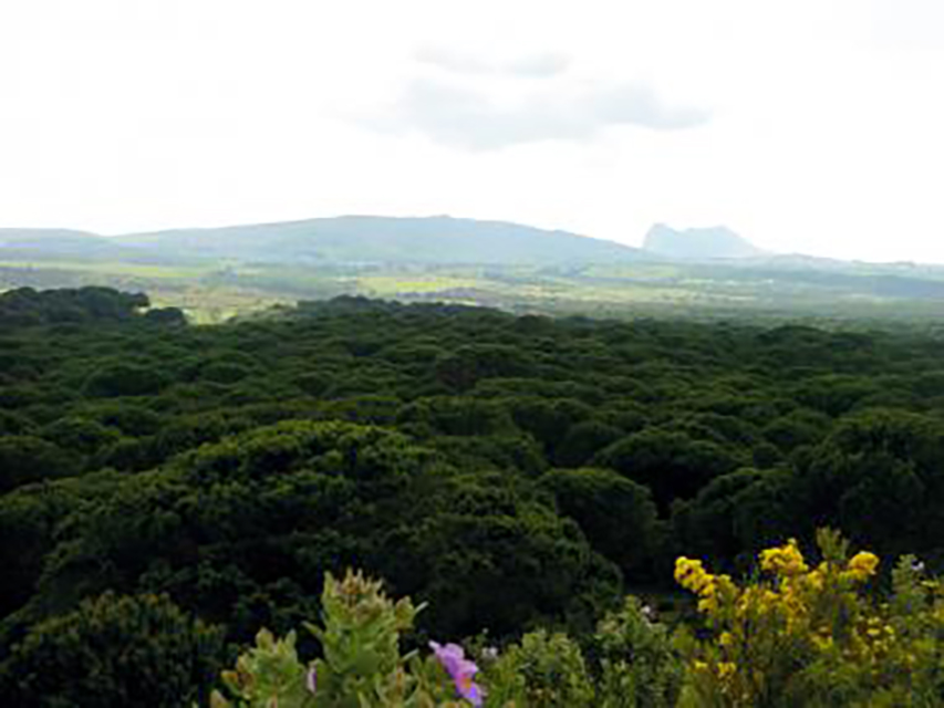 Ley de Impulso para la Sostenibilidad del Territorio de Andalucía: alegaciones Ley de Impulso para la Sostenibilidad del Territorio de Andalucía: alegaciones Verdes Equo Andalucía