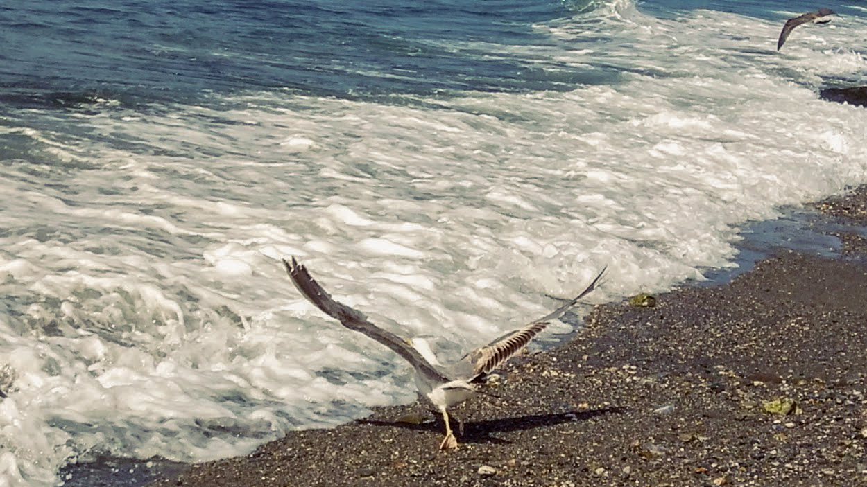 Es un grave error desinfectar las playas por el Covid19 Es un grave error desinfectar las playas por el Covid19 Verdes Equo Andalucía