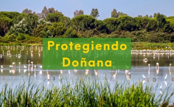 Verdes EQUO Más País presenta una PNL de protección para Doñana Foto de Doñana con texto: protegiendo Doñana